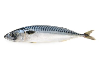 MACKEREL