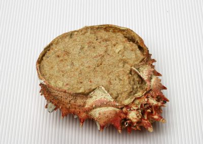 Stuffed Spider Crab