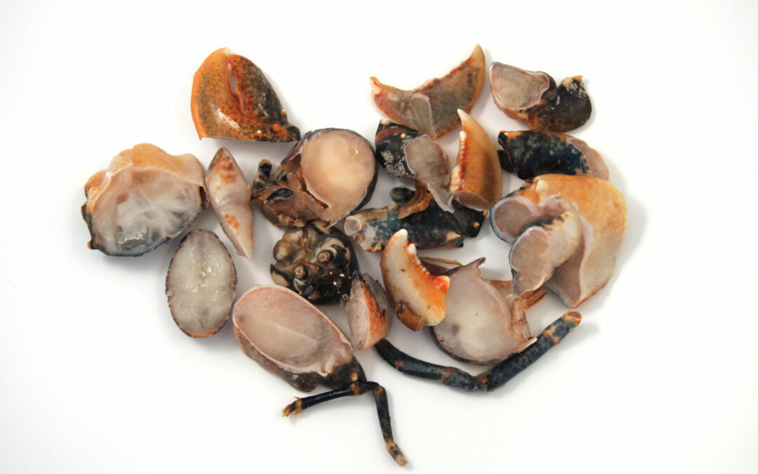 BOGAVANTE AZUL SALPICÓN