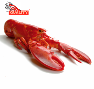 AMERICAN LOBSTER CANNER QUALITY