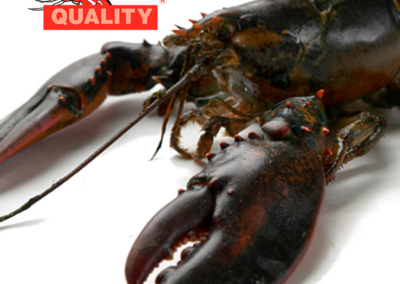 AMERICAN LOBSTER QUALITY