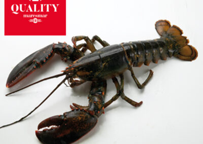 BOGAVANTE AMERICANO QUALITY