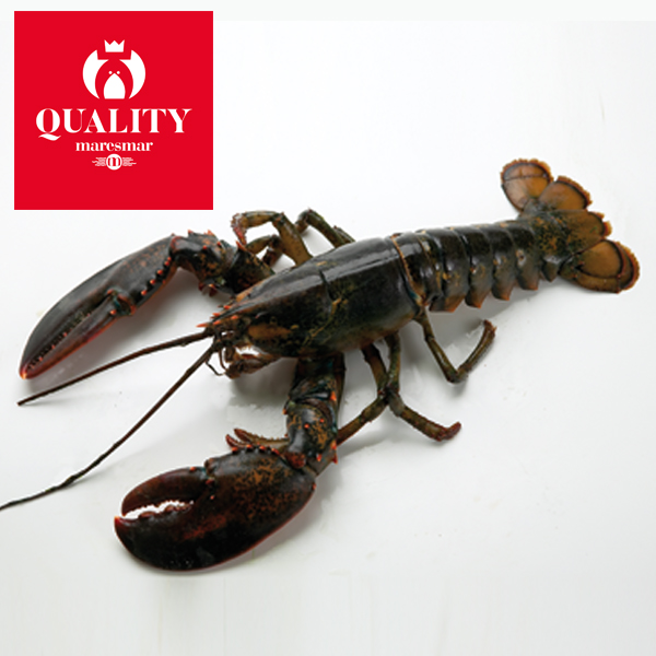 BOGAVANTE AMERICANO QUALITY