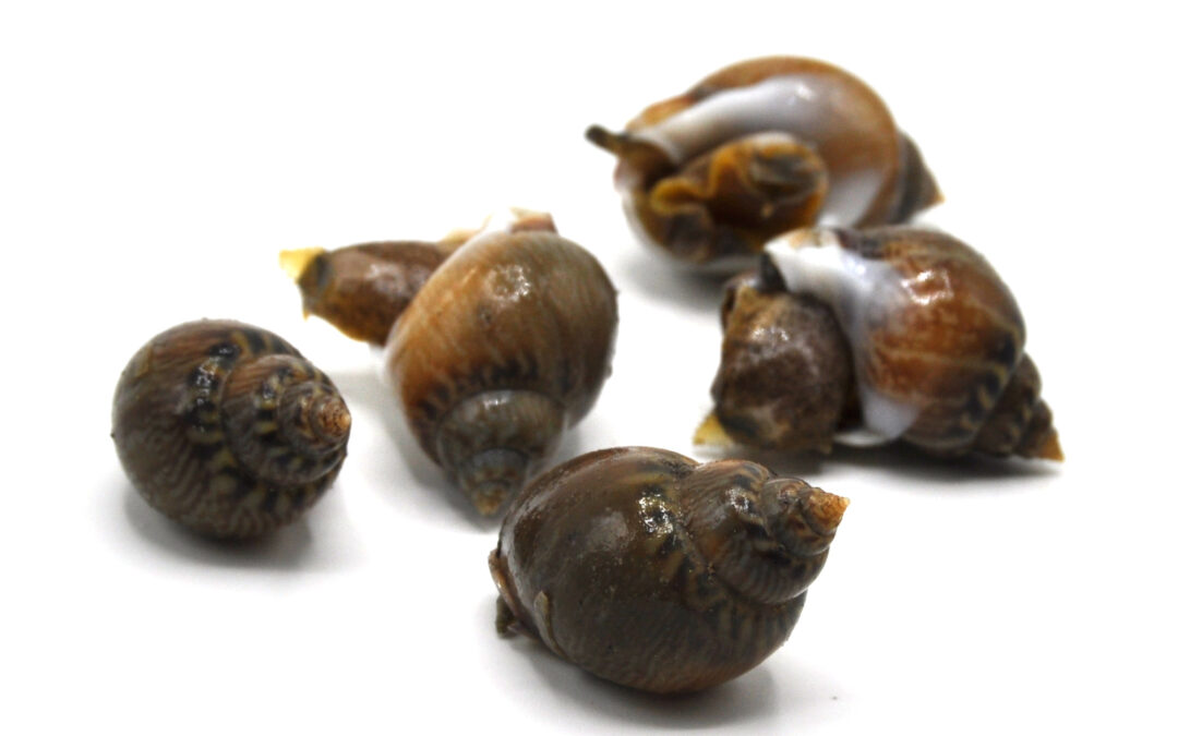 LITTLE NECK CLAM