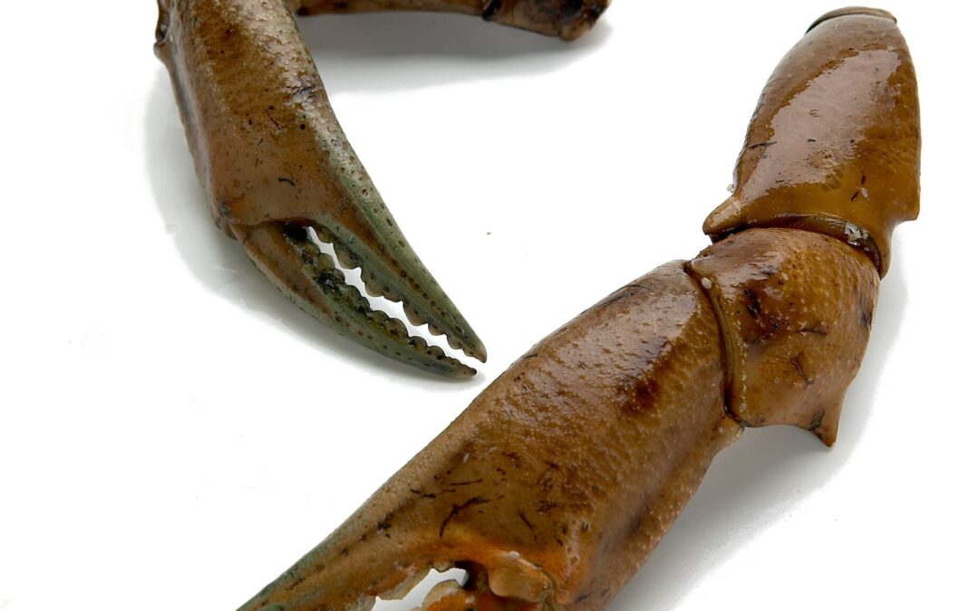 NAMIBIA CRAB MOUTHS