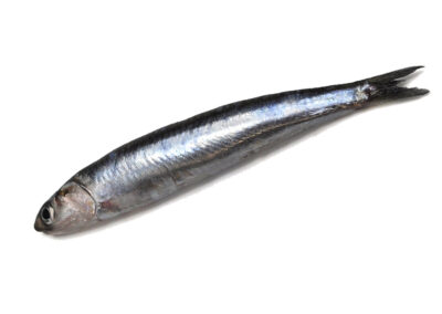 ANCHOVY