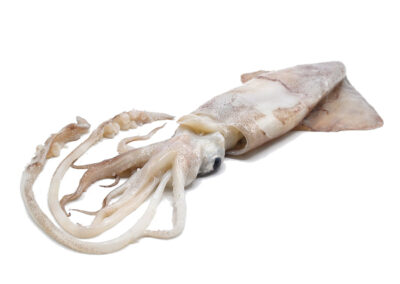 FRENCH SQUID