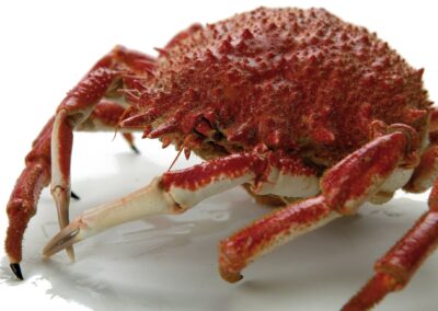 COOKED SPIDER CRAB
