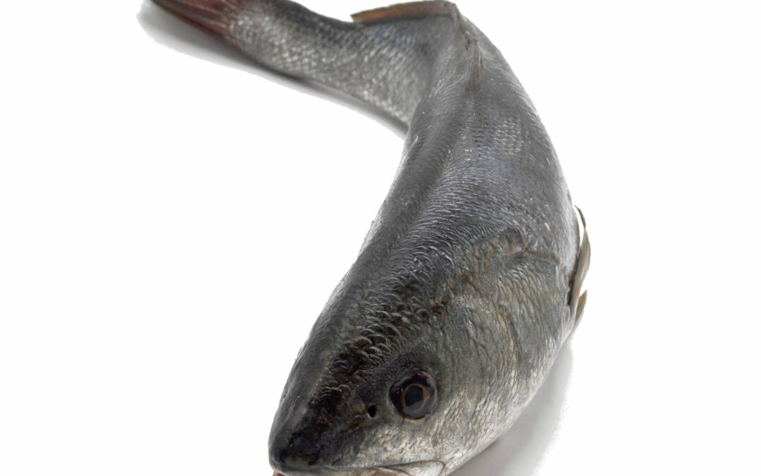 CORVINA