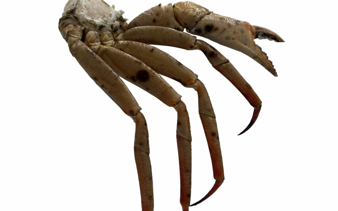 NAMIBIA CRAB CLUSTER