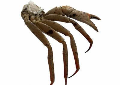 Namibia Crab