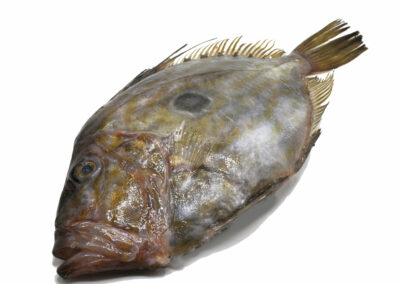 JOHN DORY