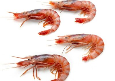 GAMBA ROJA