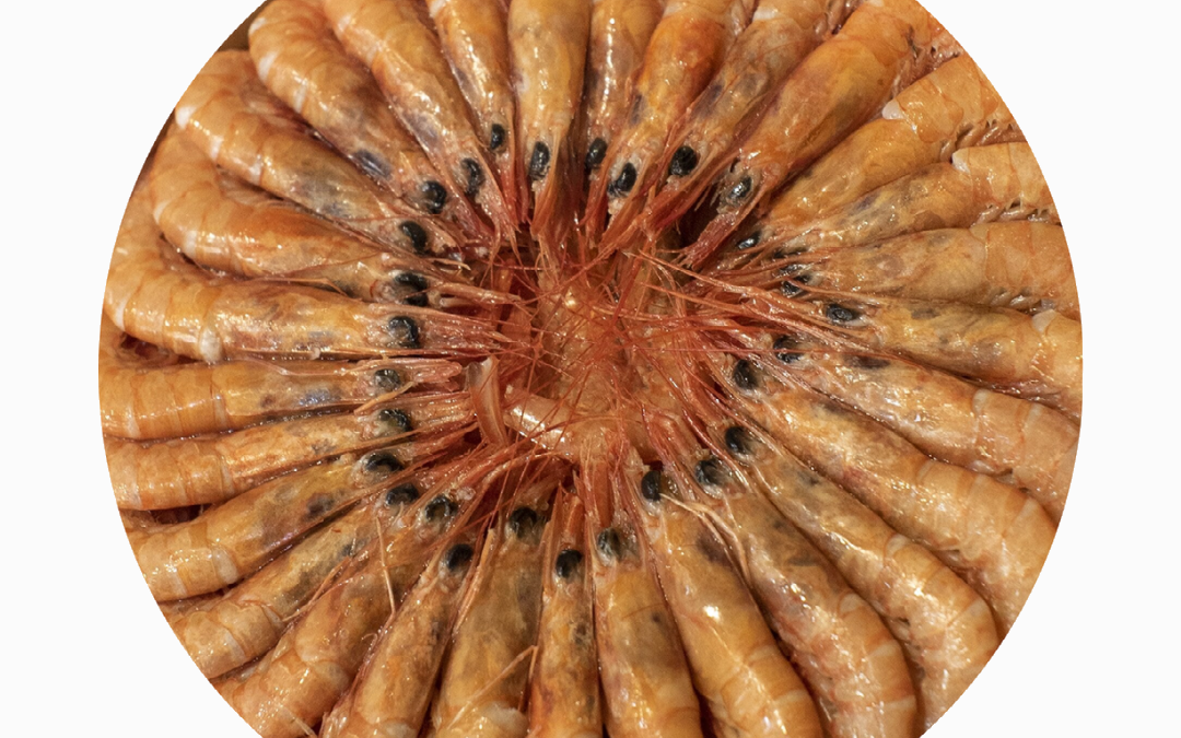 GAMBA SALADA