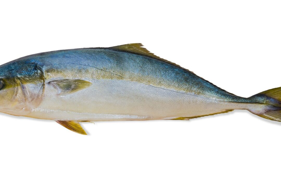 HORSE MACKEREL