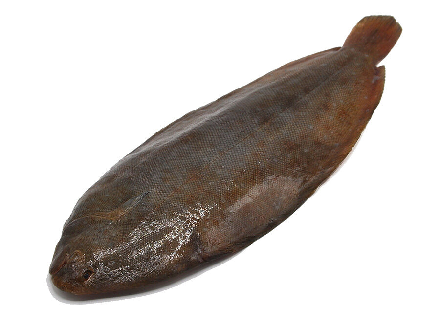 NATIONAL SOLE