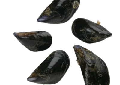 BOUCHOT MUSSEL