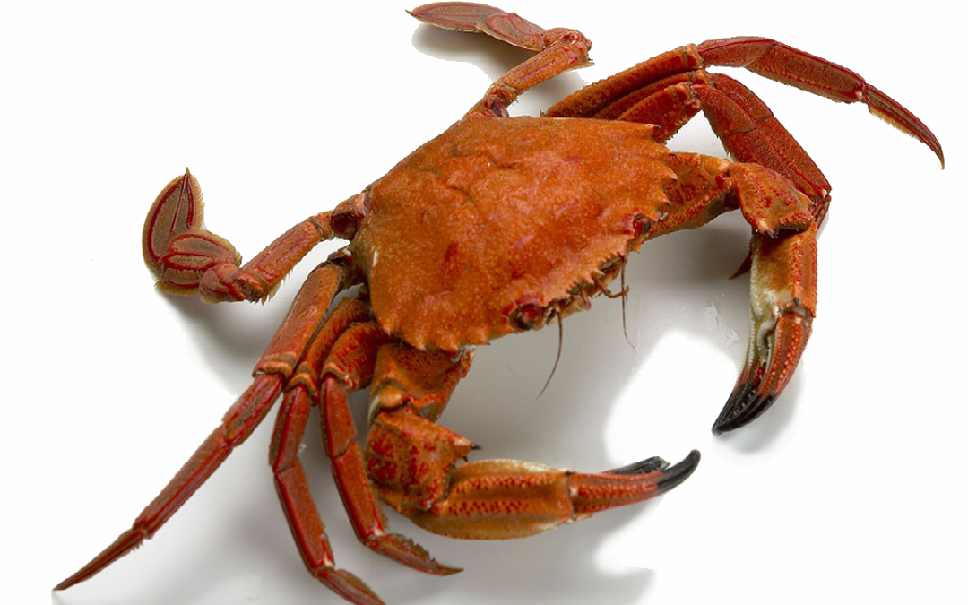 COOKED VELVET SWIMMING CRAB