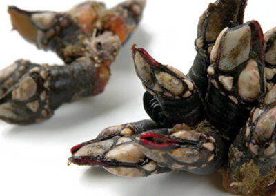 GOOSE BARNACLE DOMESTIC