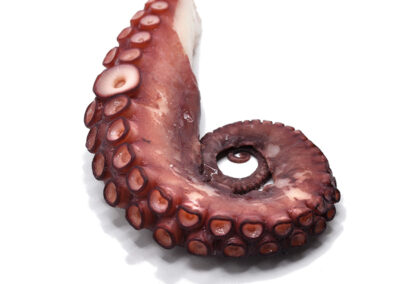 Octopus Leg