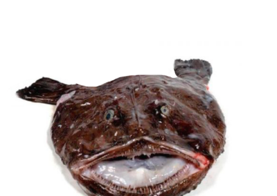Monkfish Head