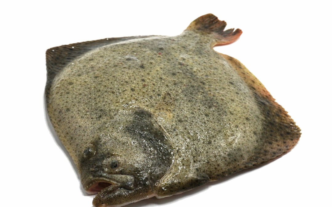TURBOT