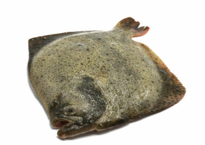 Turbot