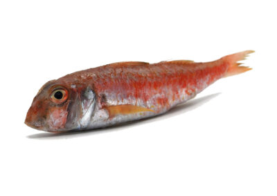 STRIPED RED MULLET