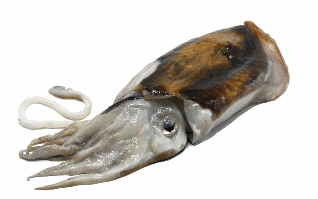 Morocco Cuttlefish
