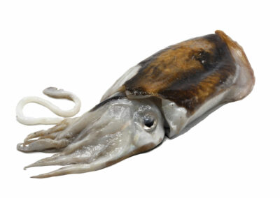 CUTTLEFISH