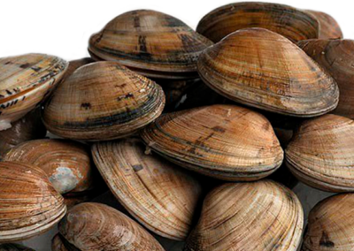BROWN CLAM