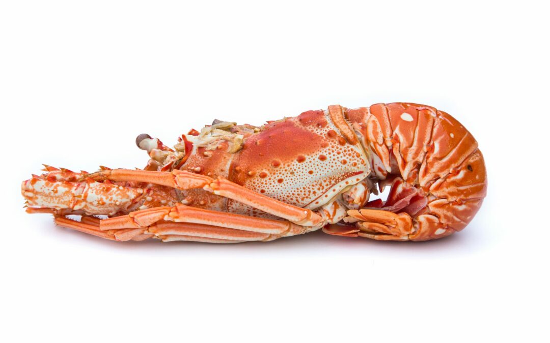 COOKED LOBSTER