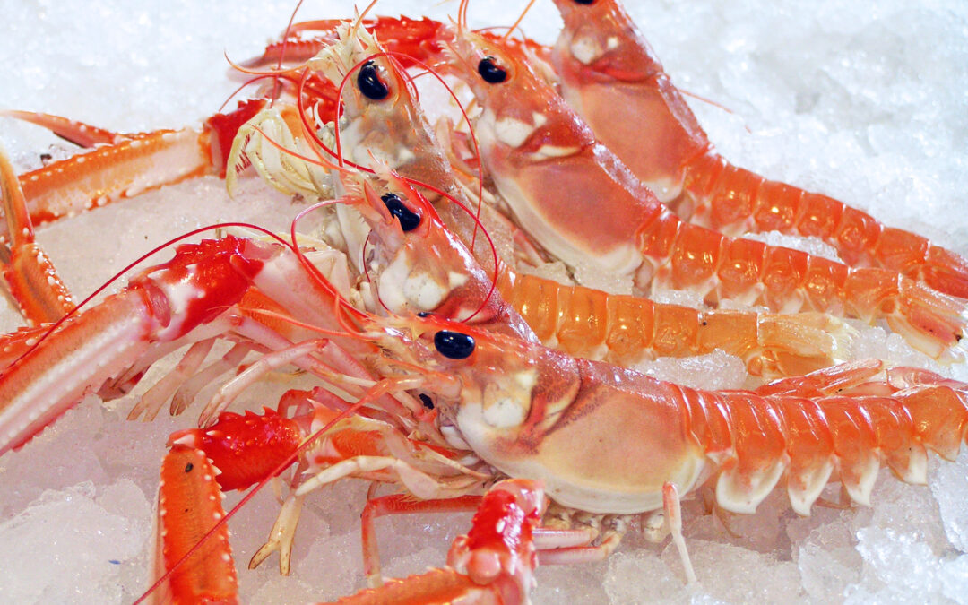 Norway Lobster on Board