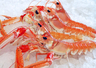 Norway Lobster on Board