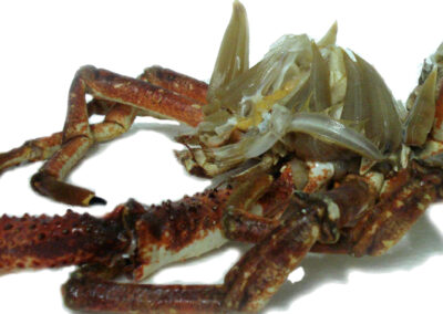 SPIDER CRAB BODIES