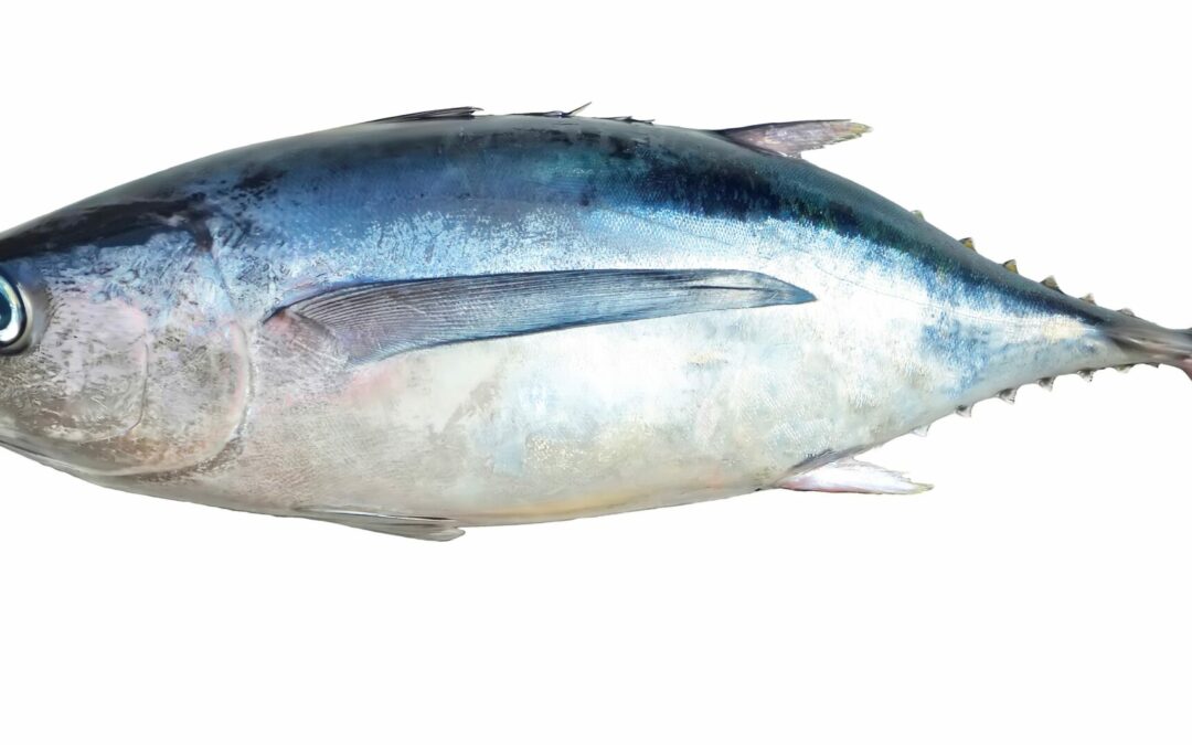 BONITO