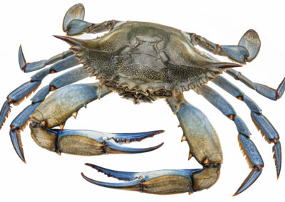 BLUE CRAB