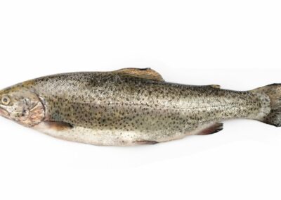 Trout