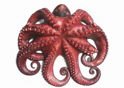 PULPO MAURITANIA