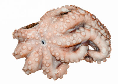 Tunisian Octopus