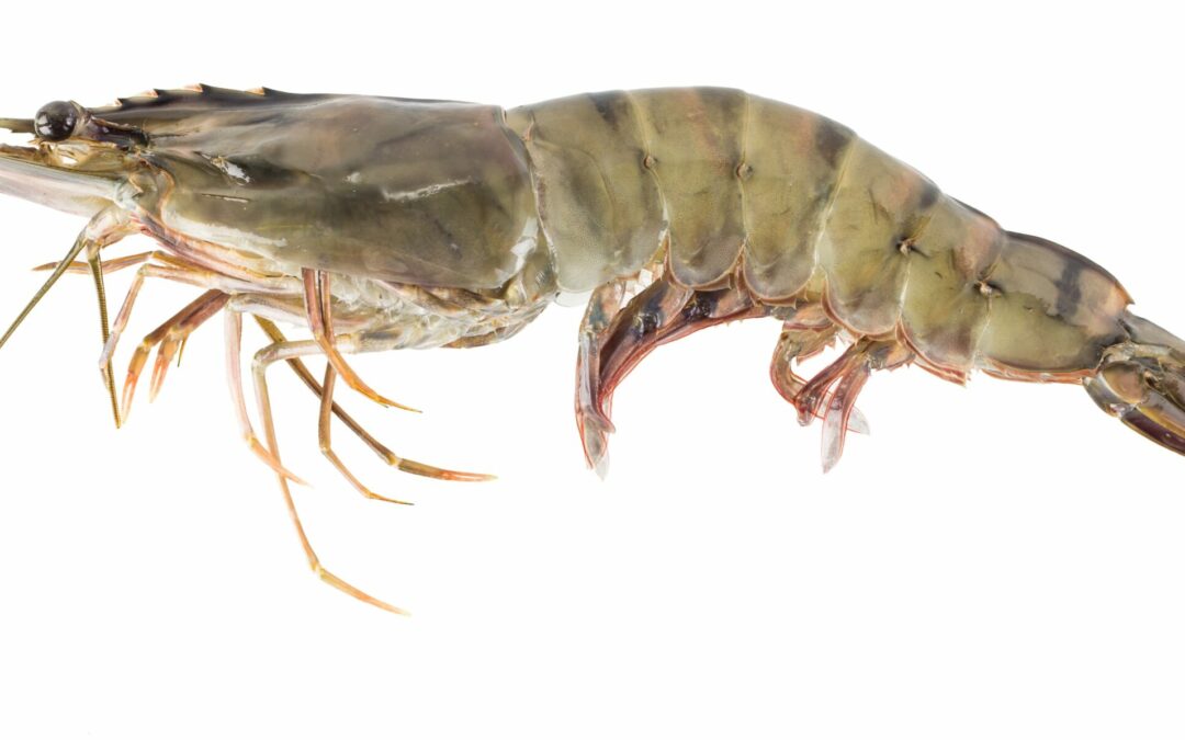 JUMBO PRAWN