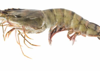 LANGOSTINO JUMBO