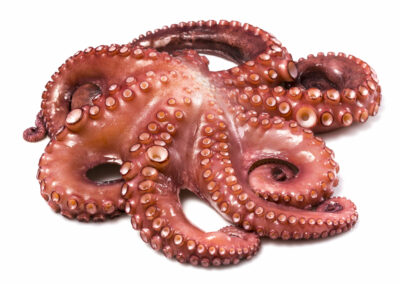Senegalese Octopus