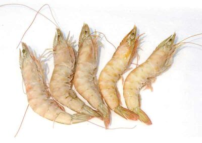 IVORY PRAWN