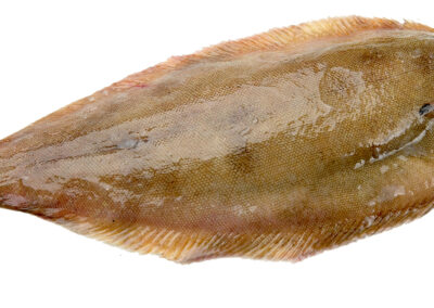 LEMON SOLE