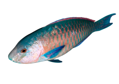 PARROT FISH