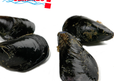 GALICIAN MUSSEL