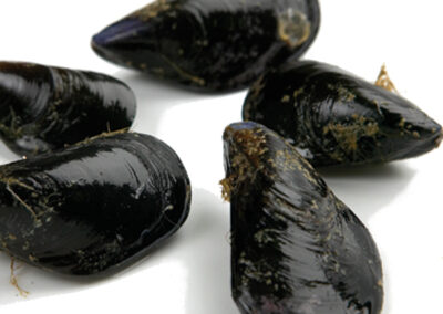 Mussel