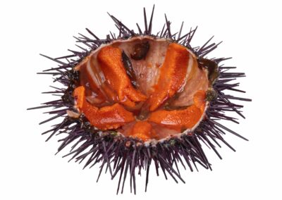 Sea Urchin ROE