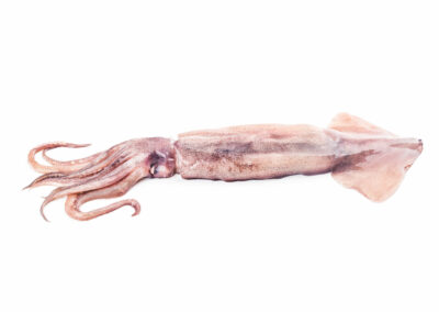 CHINESE SQUID